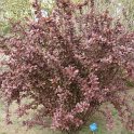 Berberis koreana 'Harvest Fire' P1C (4)